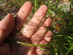 Digitaria pubiflora