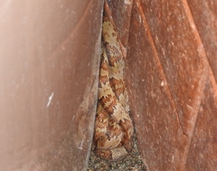 Trimorphodon paucimaculatus