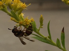 Euodynerus hidalgo hidalgo