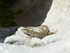 Podarcis siculus