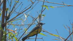 Tyrannus melancholicus