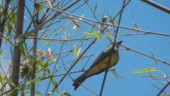 Tyrannus melancholicus