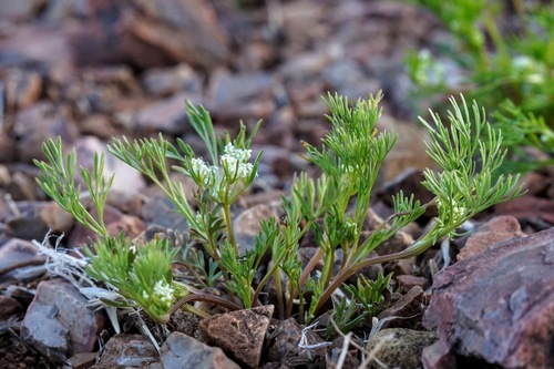 Image of Spermolepis lateriflora by (c) Andrew Tree, some rights reserved (CC BY)
