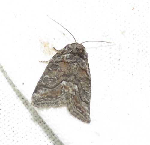 Bryophila ravula