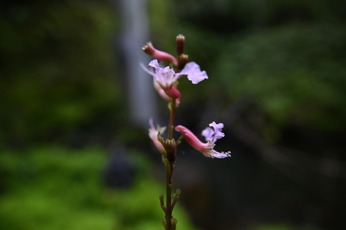 Cuphea bombonasae (Cuphea bombonasae)