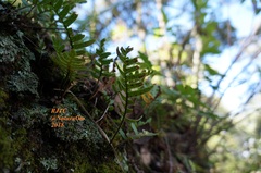 Pleopeltis polypodioides