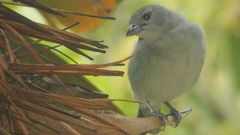 Thraupis sayaca