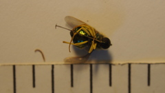 Acroceridae