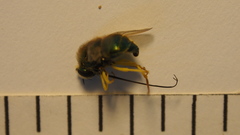 Acroceridae