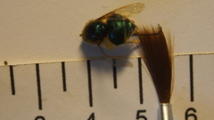 Acroceridae