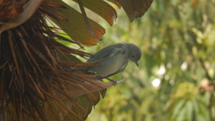 Thraupis sayaca