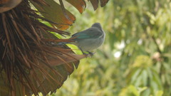 Thraupis sayaca