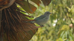 Thraupis sayaca