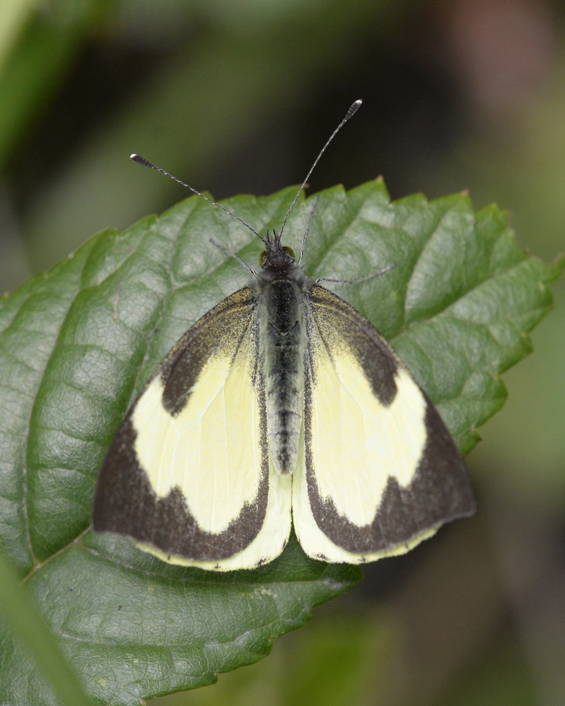 Leptophobia helena