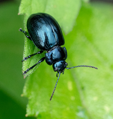 Chrysolina aurichalcea