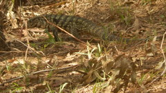 Salvator merianae