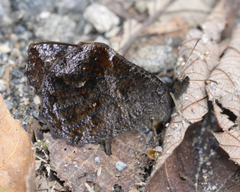 Panyapedaliodes drymaea