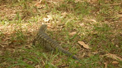 Salvator merianae