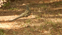 Salvator merianae