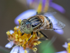 Eristalinus quinquestriatus