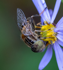 Eristalinus quinquestriatus