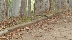 Salvator merianae