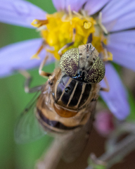 Eristalinus quinquestriatus