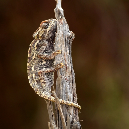 Common Chameleon