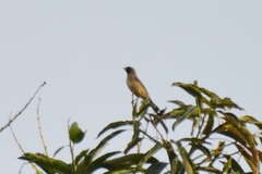 Schistochlamys melanopis