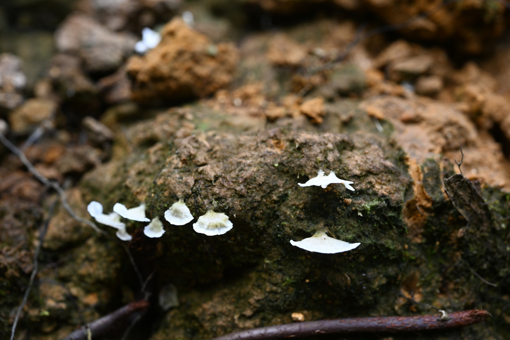 Cyphellostereum pusiolum