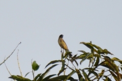 Schistochlamys melanopis
