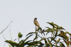 Schistochlamys melanopis