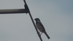 Passer domesticus
