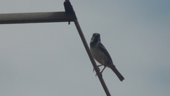 Passer domesticus