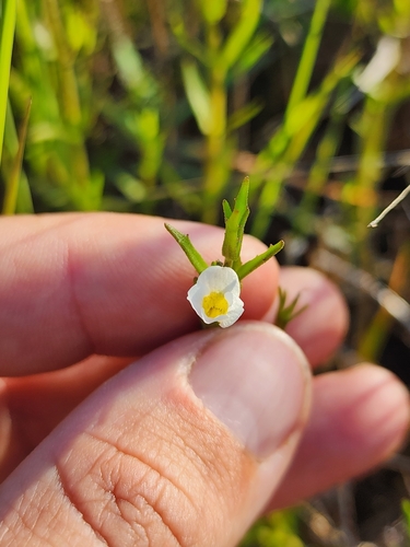 Image of Gratiola ramosa by (c) Scott Allen Davis, some rights reserved (CC BY)