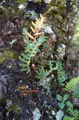 Pleopeltis polypodioides