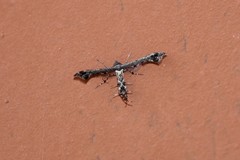 Michaelophorus indentatus