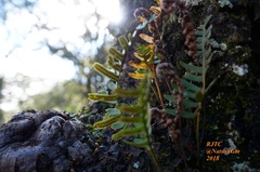 Pleopeltis polypodioides