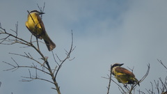 Pitangus sulphuratus