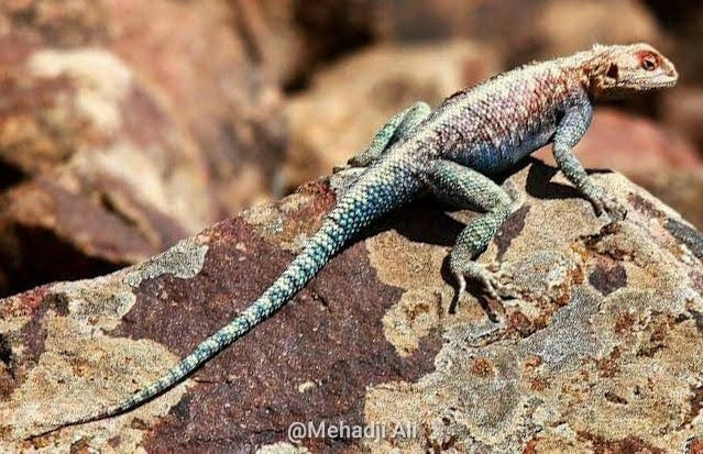 Bibron's Agama