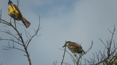 Pitangus sulphuratus