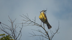 Pitangus sulphuratus