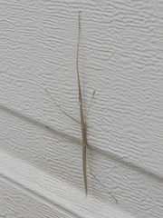 Parabacillus hesperus