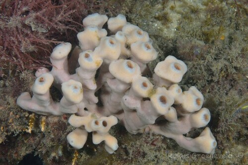 Callyspongia communis