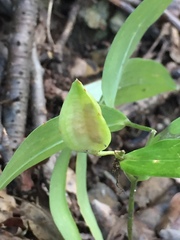 Uvularia puberula