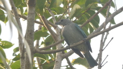 Thraupis sayaca