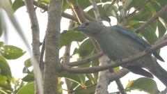 Thraupis sayaca