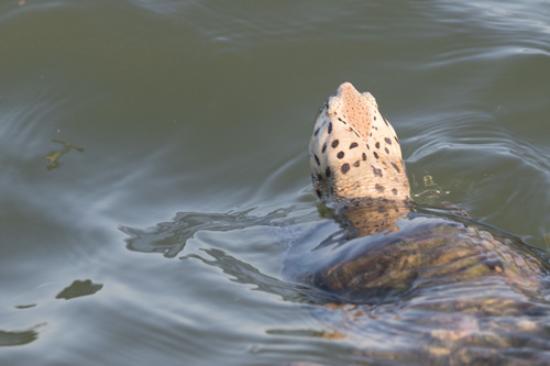 Diamondback Terrapin, Texas, US, photo 5 of 10