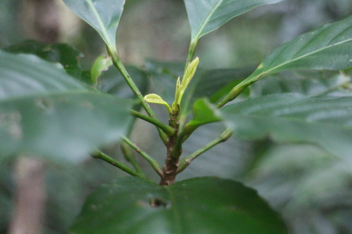 Elaeocarpus multiflorus observed 2023-04-03