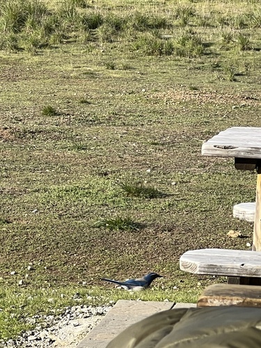 iNaturalist observation photo of California Scrub-Jay
